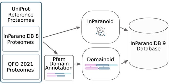  New tool allows users to navigate both full-length protein and domain orthologs. 