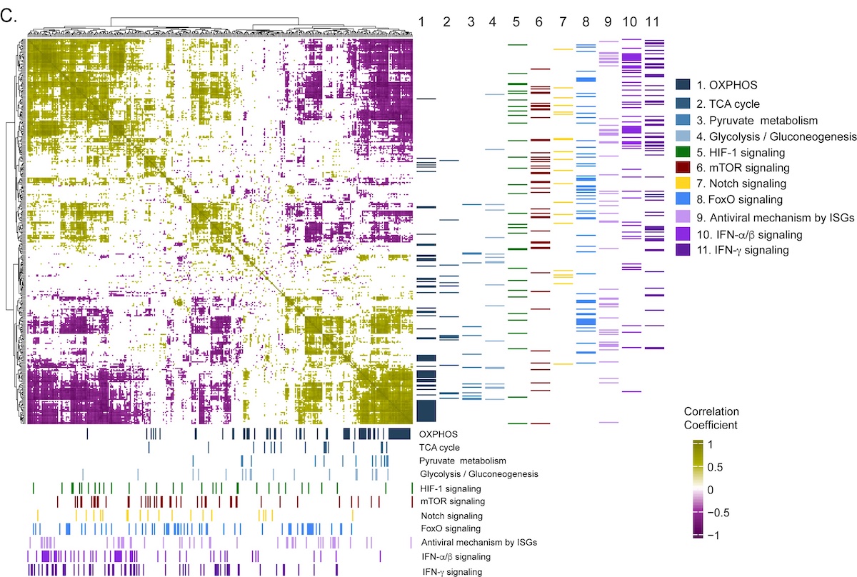 Study of host-viral interactions of Crimean-Congo haemorrhagic fever identified potential new drugs