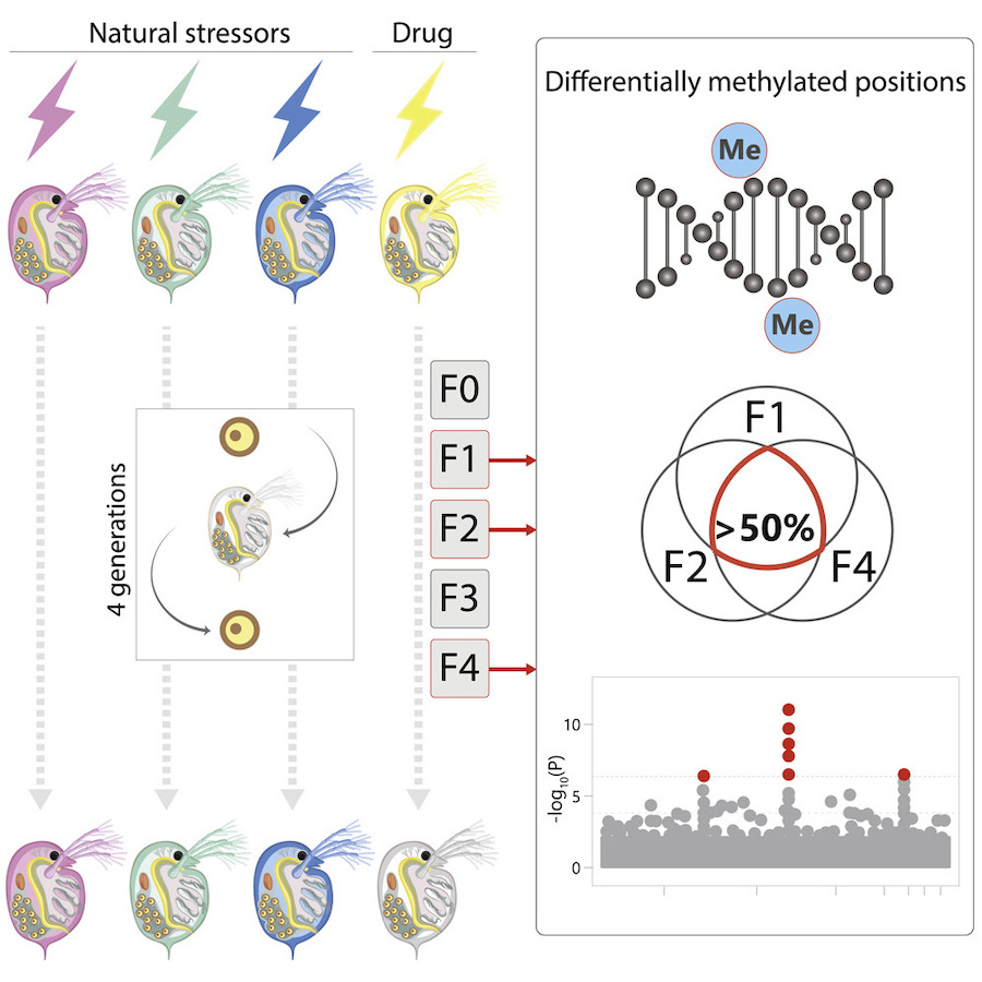 DNA methylation inherited across generations in water fleas may influence freshwater ecosystems