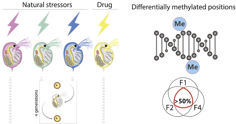  DNA methylation inherited across generations in water fleas may influence freshwater ecosystems