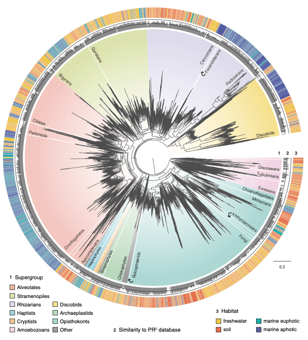 New study shows crossing the salt barrier has shaped the diversity of life