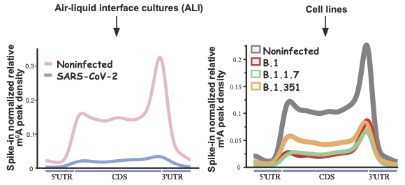  METTL3 localisation during SARS-CoV-2 infection could highlight new novel antiviral strategy