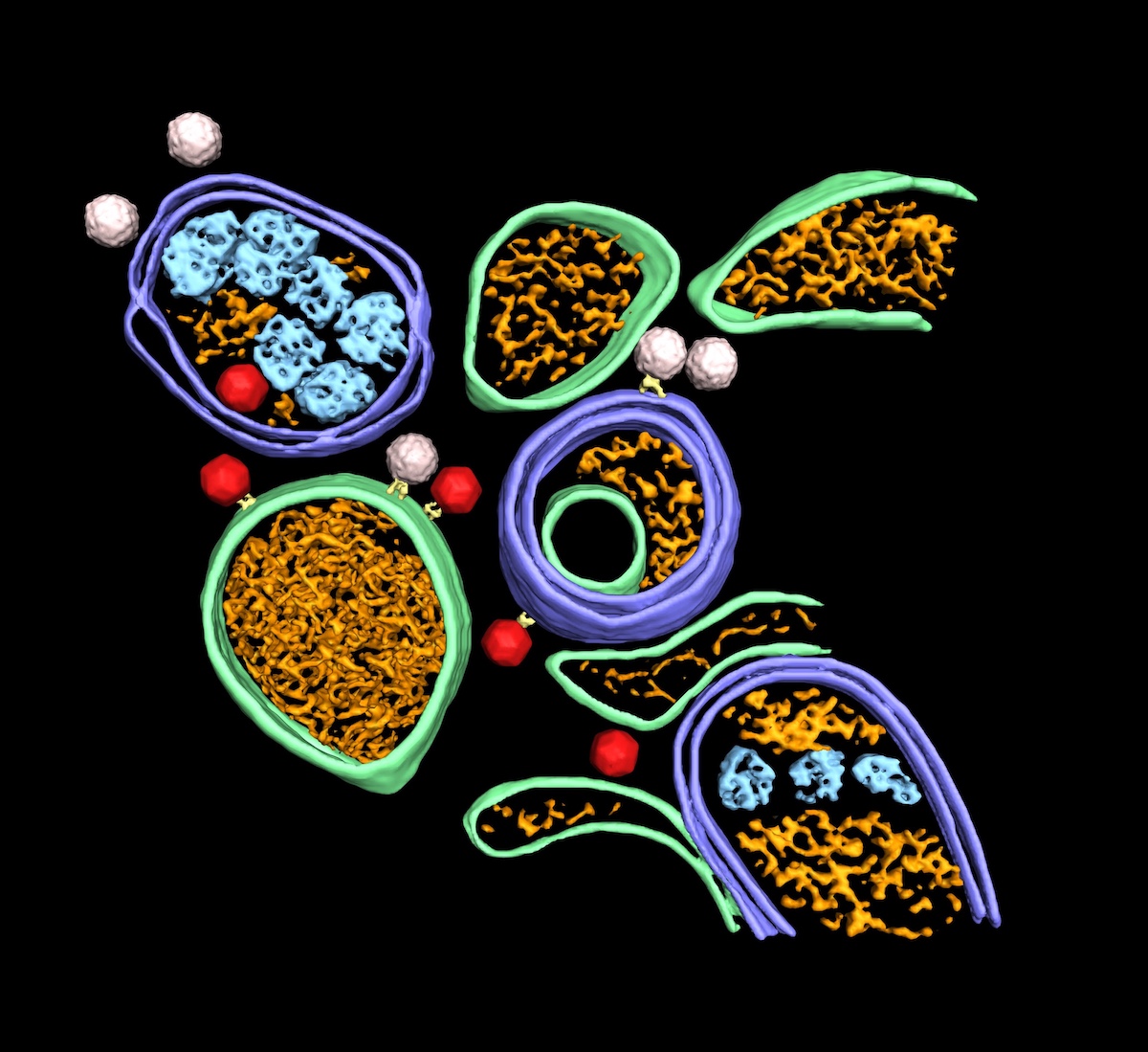 Cryo-electron tomography allows new knowledge about poliovirus replication and assembly sites in situ