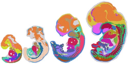 Human Developmental Cell Atlas